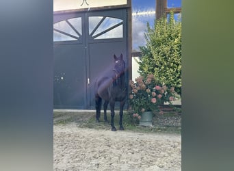 Irländskt fullblod, Valack, 8 år, 165 cm, Mörkbrun