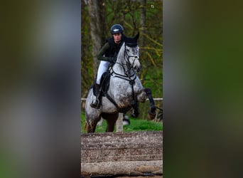 Irländskt fullblod, Valack, 8 år, 167 cm, Grå