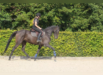 Irländskt fullblod, Valack, 9 år, 162 cm, Rökfärgad svart