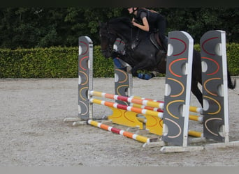 Irländskt fullblod, Valack, 9 år, 162 cm, Rökfärgad svart