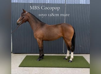 Irlandzki koń sportowy, Klacz, 10 lat, 128 cm, Gniada