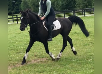 Irlandzki koń sportowy, Klacz, 10 lat, 152 cm, Kara