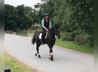 Irlandzki koń sportowy, Klacz, 10 lat, 152 cm, Kara