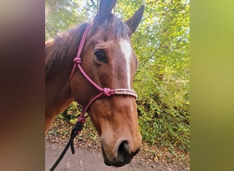 Irlandzki koń sportowy Mix, Klacz, 10 lat, 160 cm, Gniada