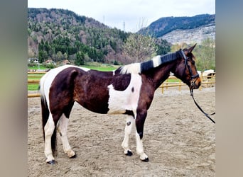 Irlandzki koń sportowy, Klacz, 10 lat, 160 cm, Srokata