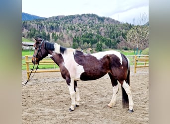 Irlandzki koń sportowy, Klacz, 10 lat, 160 cm, Srokata