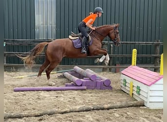 Irlandzki koń sportowy, Klacz, 10 lat, 163 cm, Ciemnokasztanowata