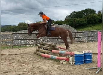 Irlandzki koń sportowy, Klacz, 10 lat, 163 cm, Ciemnokasztanowata