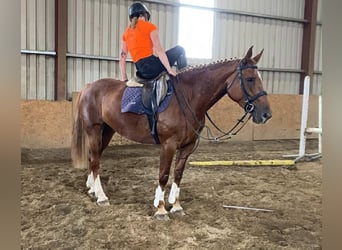 Irlandzki koń sportowy, Klacz, 10 lat, 163 cm, Ciemnokasztanowata