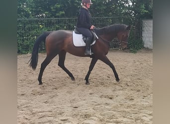 Irlandzki koń sportowy, Klacz, 10 lat, 165 cm, Gniada