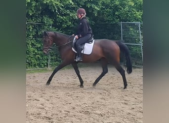 Irlandzki koń sportowy, Klacz, 10 lat, 165 cm, Gniada