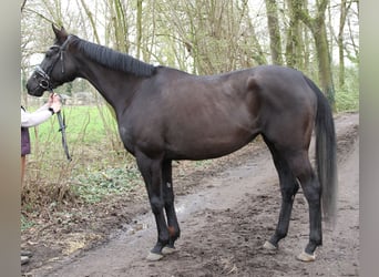 Irlandzki koń sportowy, Klacz, 10 lat, 165 cm, Kara