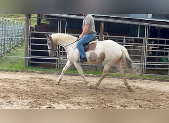Irlandzki koń sportowy, Klacz, 10 lat, 165 cm, Srokata