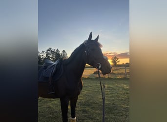 Irlandzki koń sportowy, Klacz, 10 lat, 167 cm, Gniada