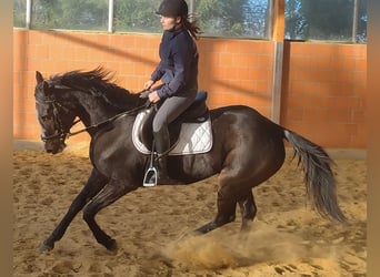 Irlandzki koń sportowy, Klacz, 10 lat, 170 cm, Kara