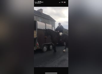 Irlandzki koń sportowy, Klacz, 10 lat, Ciemnogniada