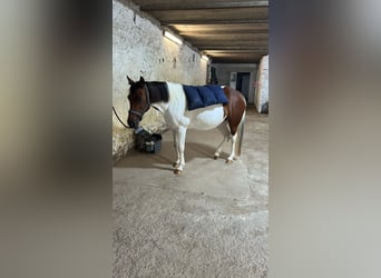 Irlandzki koń sportowy Mix, Klacz, 11 lat, 125 cm, Srokata