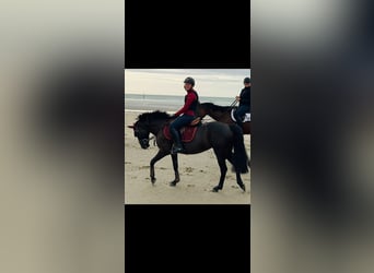 Irlandzki koń sportowy, Klacz, 11 lat, 141 cm, Kara