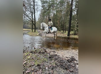 Irlandzki koń sportowy, Klacz, 11 lat, 156 cm, Siwa