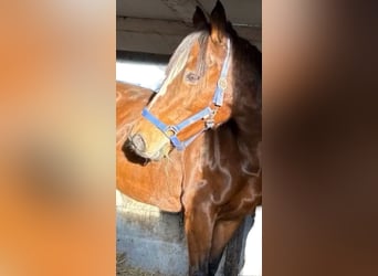 Irlandzki koń sportowy, Klacz, 11 lat, 160 cm, Gniada