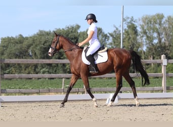 Irlandzki koń sportowy, Klacz, 11 lat, 160 cm, Gniada