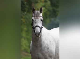 Irlandzki koń sportowy, Klacz, 12 lat, 154 cm, Siwa jabłkowita
