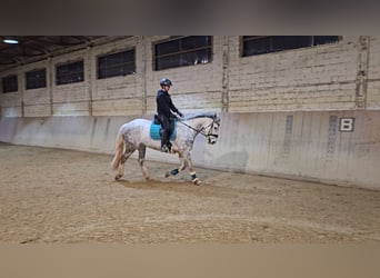 Irlandzki koń sportowy, Klacz, 12 lat, 160 cm, Siwa