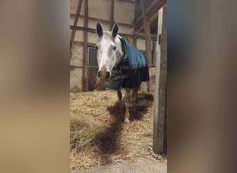 Irlandzki koń sportowy, Klacz, 12 lat, 160 cm, Siwa