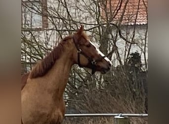 Irlandzki koń sportowy, Klacz, 12 lat, 164 cm, Kasztanowata