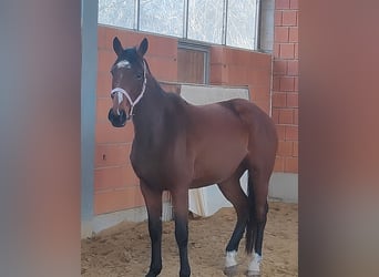 Irlandzki koń sportowy, Klacz, 12 lat, 165 cm, Gniada