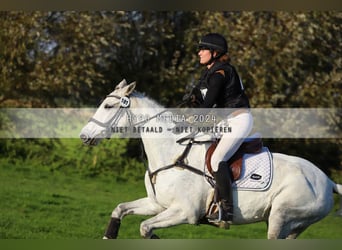 Irlandzki koń sportowy, Klacz, 12 lat, 167 cm, Siwa