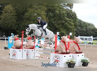 Irlandzki koń sportowy, Klacz, 12 lat, 167 cm, Siwa