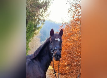 Irlandzki koń sportowy, Klacz, 13 lat, 156 cm, Ciemnogniada