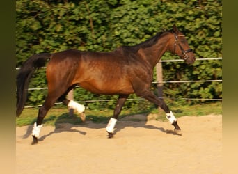 Irlandzki koń sportowy, Klacz, 13 lat, 161 cm, Gniada