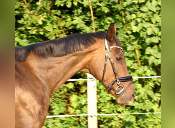 Irlandzki koń sportowy, Klacz, 13 lat, 161 cm, Gniada