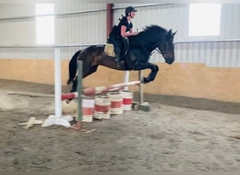 Irlandzki koń sportowy, Klacz, 13 lat, 165 cm, Gniada