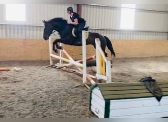 Irlandzki koń sportowy, Klacz, 13 lat, 165 cm, Gniada