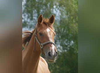 Irlandzki koń sportowy, Klacz, 13 lat, 165 cm, Kasztanowata