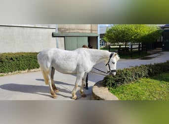 Irlandzki koń sportowy Mix, Klacz, 14 lat, 148 cm, Siwa w hreczce