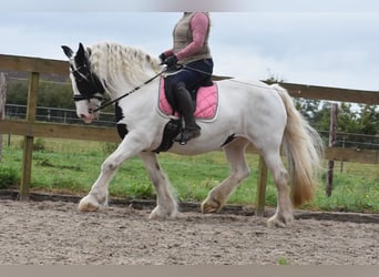Irlandzki koń sportowy, Klacz, 14 lat, 151 cm, Srokata