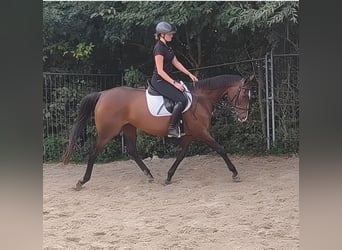 Irlandzki koń sportowy, Klacz, 14 lat, 165 cm, Gniada