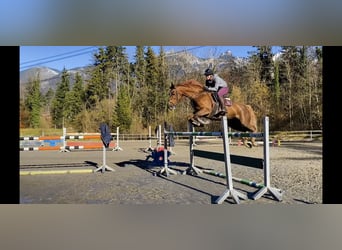 Irlandzki koń sportowy, Klacz, 14 lat, 167 cm, Ciemnokasztanowata