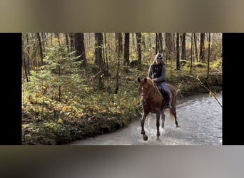 Irlandzki koń sportowy, Klacz, 14 lat, 167 cm, Ciemnokasztanowata