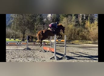 Irlandzki koń sportowy, Klacz, 14 lat, 167 cm, Ciemnokasztanowata