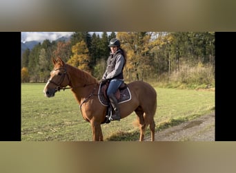 Irlandzki koń sportowy, Klacz, 14 lat, 167 cm, Ciemnokasztanowata