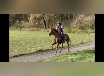 Irlandzki koń sportowy, Klacz, 14 lat, 167 cm, Ciemnokasztanowata