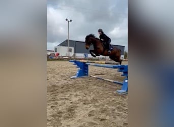 Irlandzki koń sportowy, Klacz, 15 lat, 152 cm, Gniada