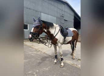 Irlandzki koń sportowy, Klacz, 15 lat, 157 cm, Srokata