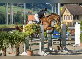 Irlandzki koń sportowy, Klacz, 15 lat, 160 cm, Kasztanowata