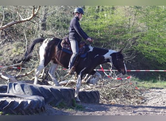 Irlandzki koń sportowy, Klacz, 15 lat, 160 cm